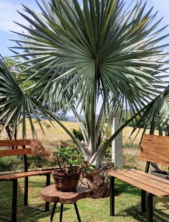 Bancos de metal e madeira em jardim, ao lado de uma palmeira